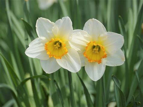 水仙 花|水仙(スイセン)とは？花の特徴・花言葉・育て方を紹。